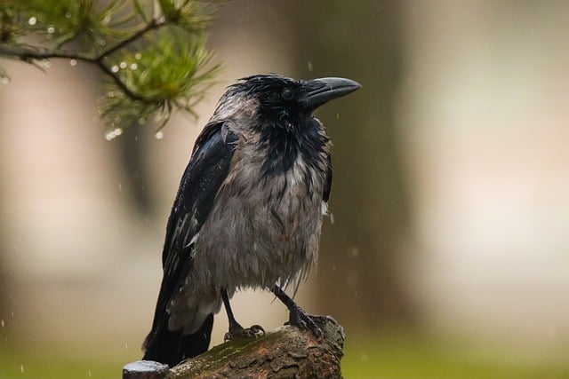 Free download bird crow beak feathers plumage free picture to be edited with GIMP free online image editor