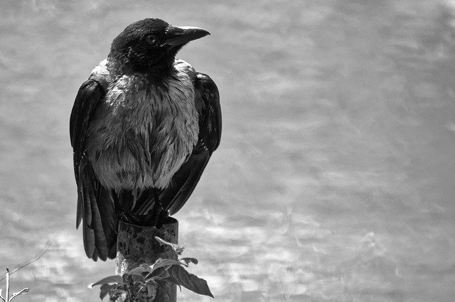 Free download Bird Crow Black -  free photo or picture to be edited with GIMP online image editor