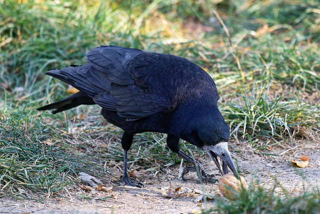 Free download bird crow black feathers eating free picture to be edited with GIMP free online image editor