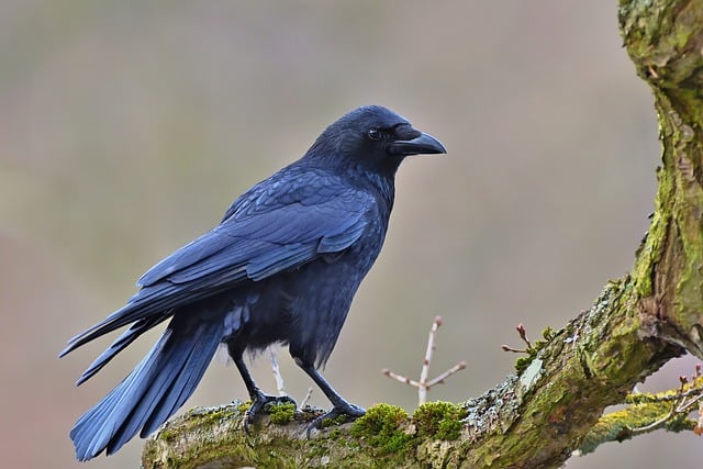 Free download bird crow carrion crow tree park free picture to be edited with GIMP free online image editor