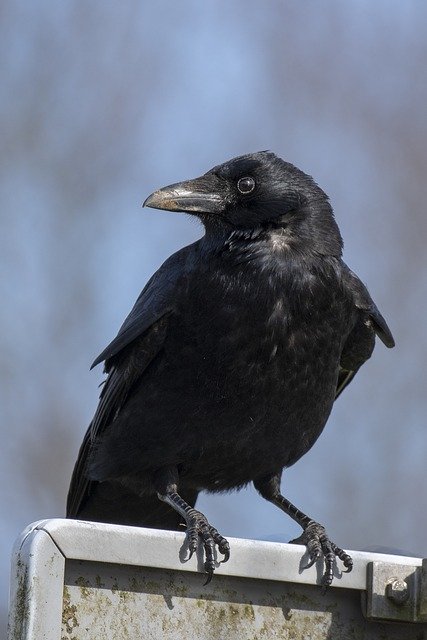 دانلود رایگان Bird Crow Feather - عکس یا تصویر رایگان قابل ویرایش با ویرایشگر تصویر آنلاین GIMP