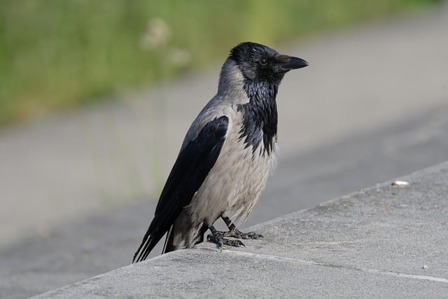 Bezpłatne pobieranie ptaków wrona pióra dziób siedzący za darmo zdjęcie do edycji za pomocą bezpłatnego edytora obrazów online GIMP