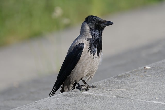 Free download bird crow feathers beak perched free picture to be edited with GIMP free online image editor