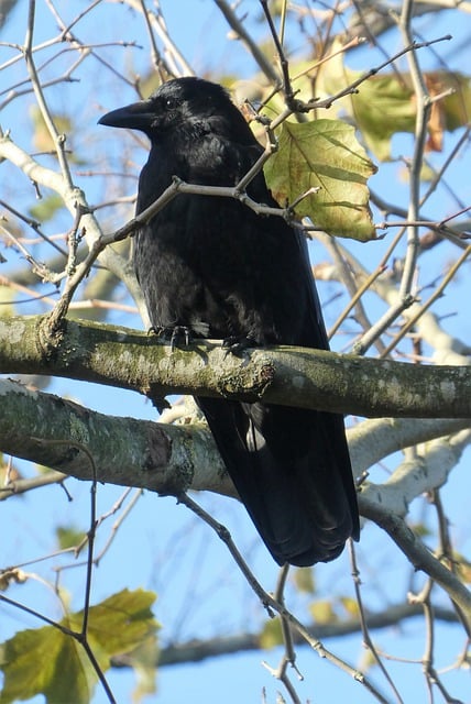 Free download bird crow feathers plumage tree free picture to be edited with GIMP free online image editor