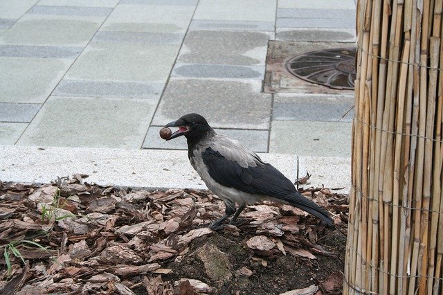 Ücretsiz indir Bird Crow Food A Piece - GIMP çevrimiçi resim düzenleyici ile düzenlenecek ücretsiz fotoğraf veya resim