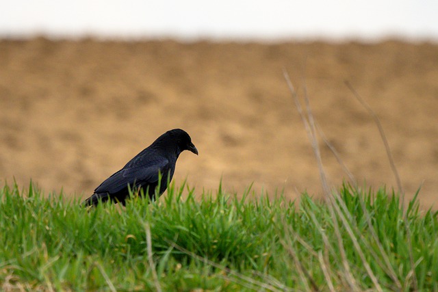 Free download bird crow grass animal field free picture to be edited with GIMP free online image editor
