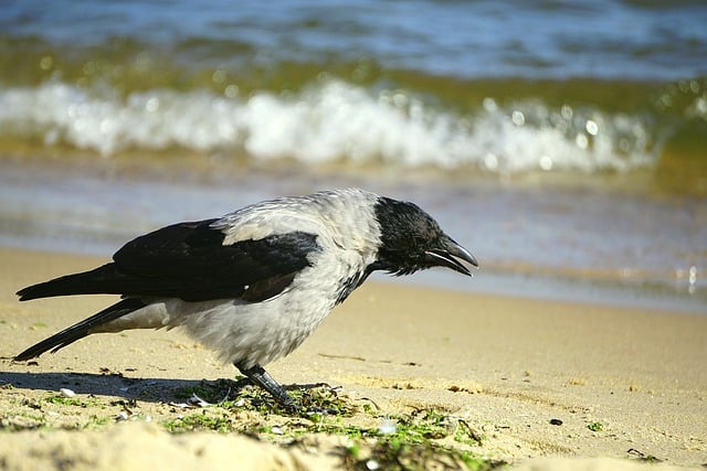 Free download bird crow gray crow beach animal free picture to be edited with GIMP free online image editor