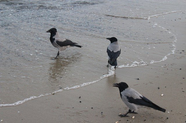 ດາວໂຫຼດຟຣີ Bird Crow Hooded - ບໍ່ເສຍຄ່າຮູບພາບຫຼືຮູບພາບທີ່ຈະແກ້ໄຂດ້ວຍບັນນາທິການຮູບພາບອອນໄລນ໌ GIMP