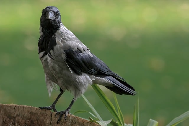 Free download bird crow hooded crow scald crow free picture to be edited with GIMP free online image editor