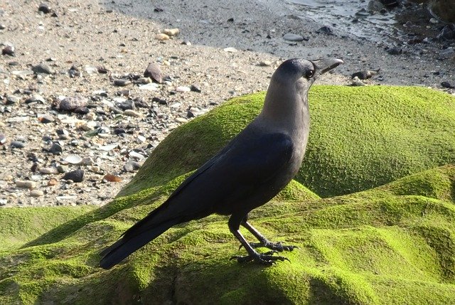 Bezpłatne pobieranie Bird Crow House Corvus - darmowe zdjęcie lub obraz do edycji za pomocą internetowego edytora obrazów GIMP