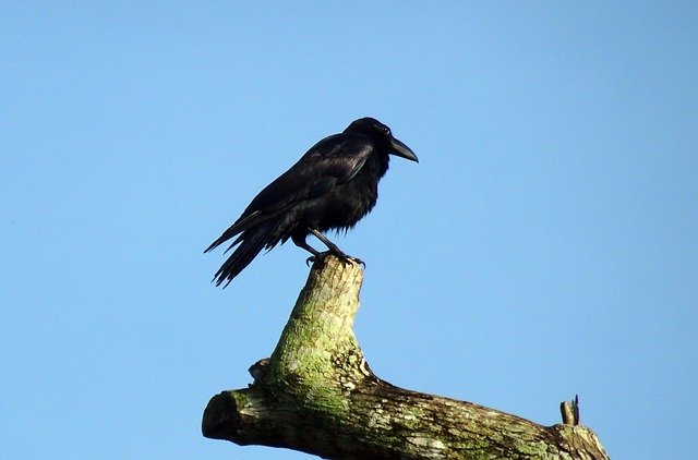 Descărcare gratuită Bird Crow Indian Jungle - fotografie sau imagini gratuite pentru a fi editate cu editorul de imagini online GIMP