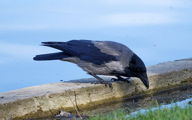 Free download bird crow lake corvid water free picture to be edited with GIMP free online image editor