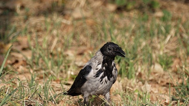 Free download Bird Crow Nature -  free photo or picture to be edited with GIMP online image editor