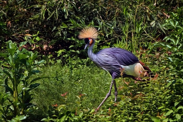 Free download bird crowned crane free picture to be edited with GIMP free online image editor