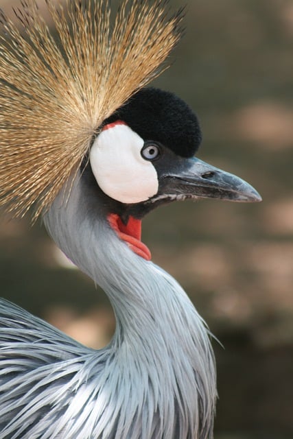 Free download bird crowned crane crane waterbird free picture to be edited with GIMP free online image editor