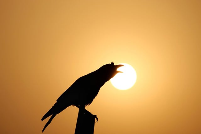 Free download bird crow silhouette call dawn free picture to be edited with GIMP free online image editor