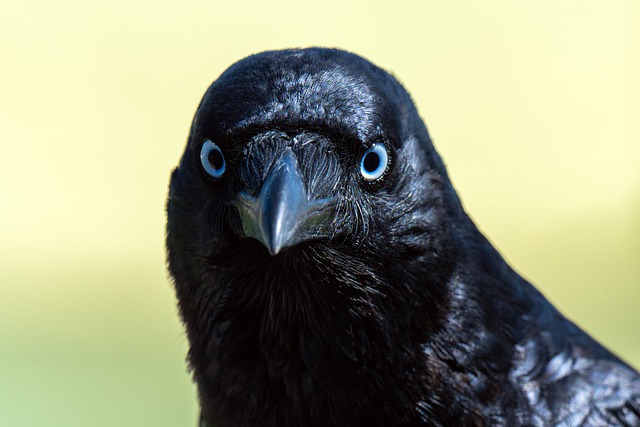 Free download bird crow torresian crow free picture to be edited with GIMP free online image editor