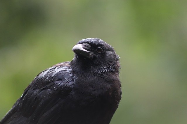 Free download Bird Crow Wildlife -  free photo or picture to be edited with GIMP online image editor