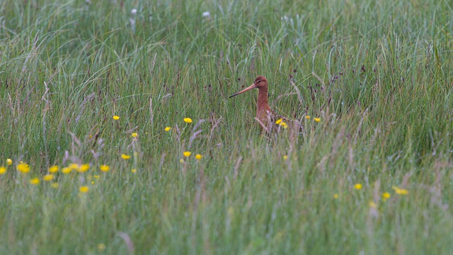 Free download bird curlew meadow camouflage free picture to be edited with GIMP free online image editor