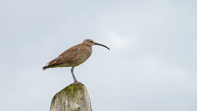 Free download bird curlew nature wildlife free picture to be edited with GIMP free online image editor
