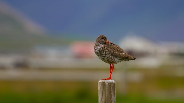 Free download bird curlew wildlife nature free picture to be edited with GIMP free online image editor