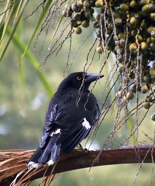 Descărcare gratuită Bird Currawong Wildlife - fotografie sau imagini gratuite pentru a fi editate cu editorul de imagini online GIMP