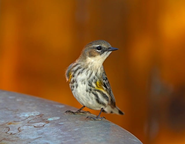 Free download bird cute brown tan yellow plumage free picture to be edited with GIMP free online image editor