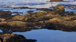 Free download Bird Cute Kentish Plover -  free video to be edited with OpenShot online video editor