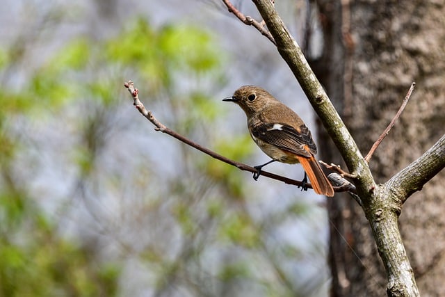 Free download bird daurian redstart beak free picture to be edited with GIMP free online image editor