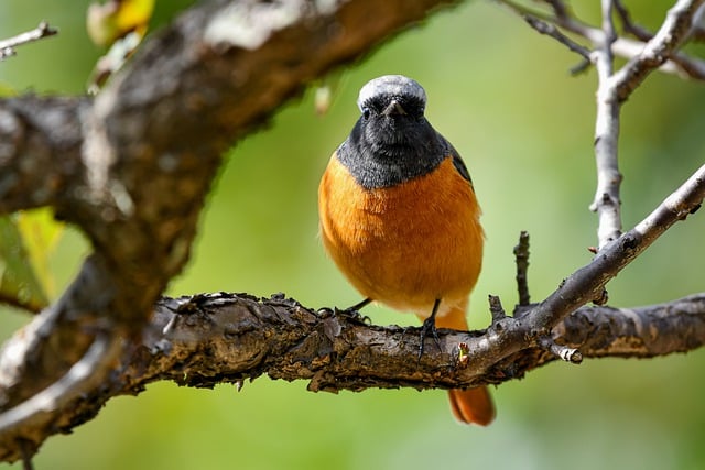 Free download bird daurian redstart ornithology free picture to be edited with GIMP free online image editor