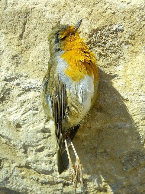 Bezpłatne pobieranie Bird Dead Pertirrojo - darmowe zdjęcie lub obraz do edycji za pomocą internetowego edytora obrazów GIMP