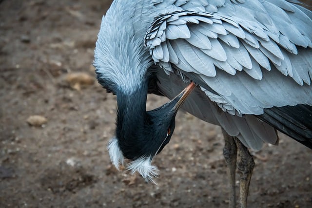 Free download bird demoiselle crane free picture to be edited with GIMP free online image editor