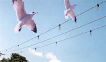 Free download Bird Diverters Technology - Welkin free photo or picture to be edited with GIMP online image editor