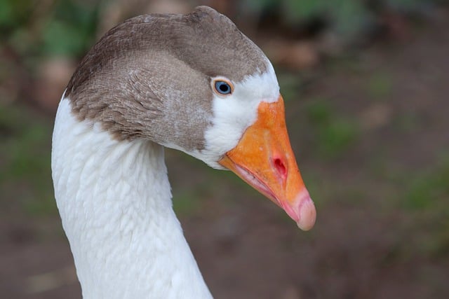 Free download bird domestic goose poultry goose free picture to be edited with GIMP free online image editor