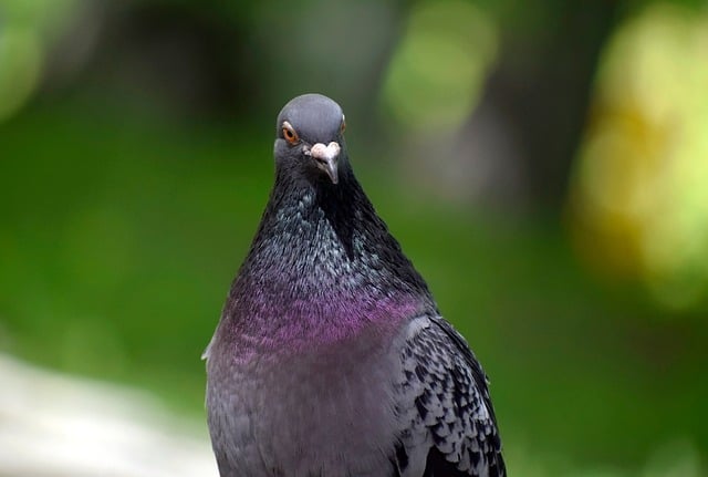 Free download bird dove beak portrait nature free picture to be edited with GIMP free online image editor