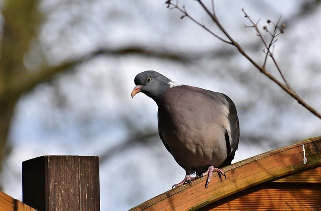 Free download bird dove beak wood pigeon free picture to be edited with GIMP free online image editor