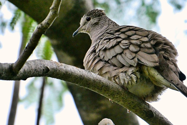 Free download bird dove collared dove animal free picture to be edited with GIMP free online image editor