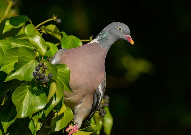Free download bird dove crested nature free picture to be edited with GIMP free online image editor