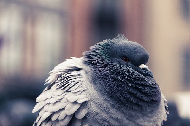 Free download bird dove feathers animal free picture to be edited with GIMP free online image editor