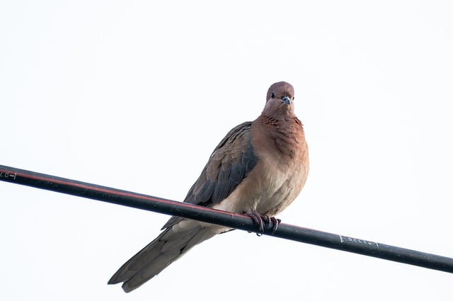Free download bird dove pigeon sitting nature free picture to be edited with GIMP free online image editor