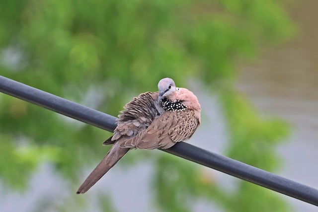 Free download bird dove pigeon spotted dove free picture to be edited with GIMP free online image editor