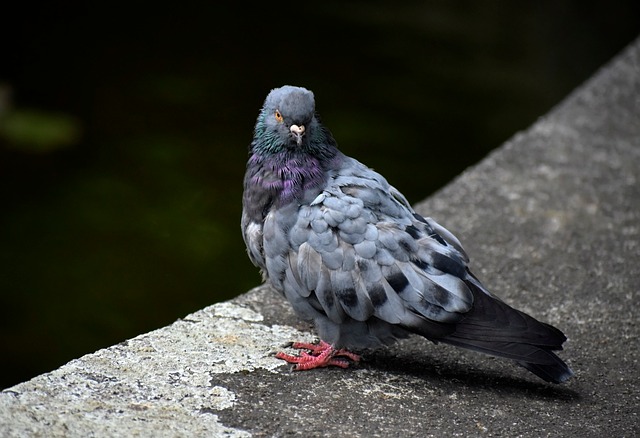Free download bird dove plumage colorful nature free picture to be edited with GIMP free online image editor
