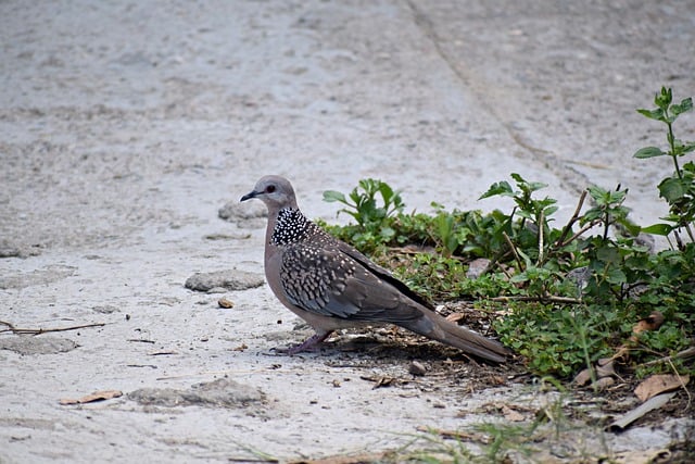 Free download bird dove turkey pigeon animal free picture to be edited with GIMP free online image editor