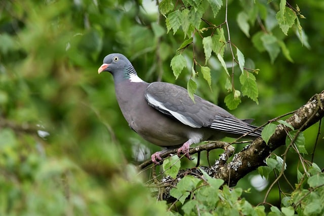 Free download bird dove wood pigeon ornithology free picture to be edited with GIMP free online image editor