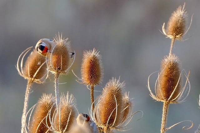 Descargue gratis la imagen gratuita de la planta de cardón de otoño seca de pájaro para editar con el editor de imágenes en línea gratuito GIMP