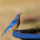 Bird Drinking Water  screen for extension Chrome web store in OffiDocs Chromium Bird Drinking Water  screen for extension Chrome web store in OffiDocs Chromium