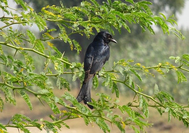 Free download Bird Drongo Black Dicrurus -  free photo or picture to be edited with GIMP online image editor