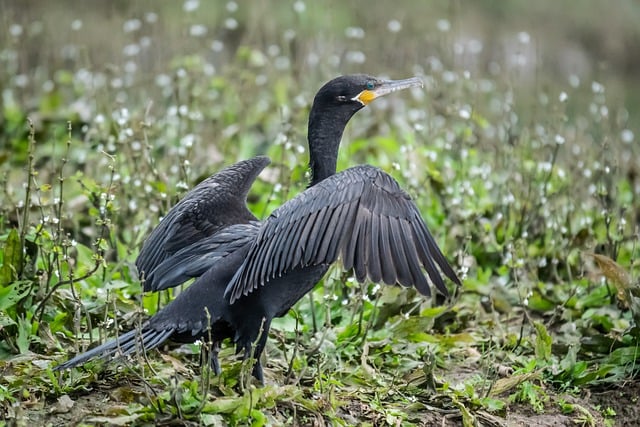 Kostenloser Download von Vogel, Entenschnabel, Federn, Nadel, kostenloses Bild zur Bearbeitung mit dem kostenlosen Online-Bildeditor GIMP