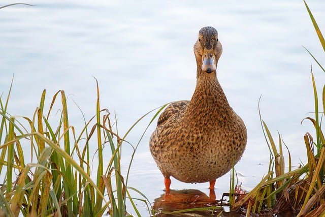 Free download bird duck lake river wildlife free picture to be edited with GIMP free online image editor