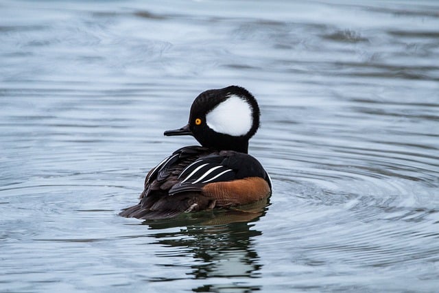 Kostenloser Download Vogel Ente See Wasser Tier Kostenloses Bild, das mit dem kostenlosen Online-Bildeditor GIMP bearbeitet werden kann